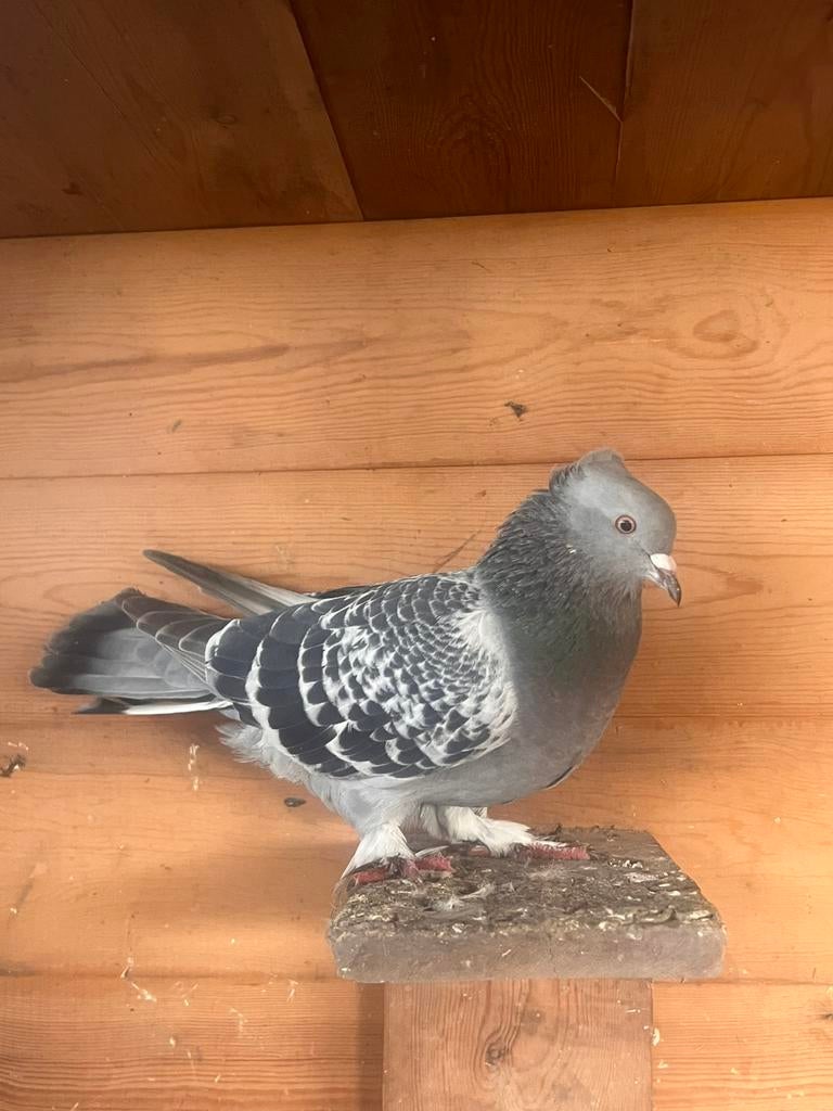 Takla duif vrouwelijk, Dieren en Toebehoren, Vrouwelijk