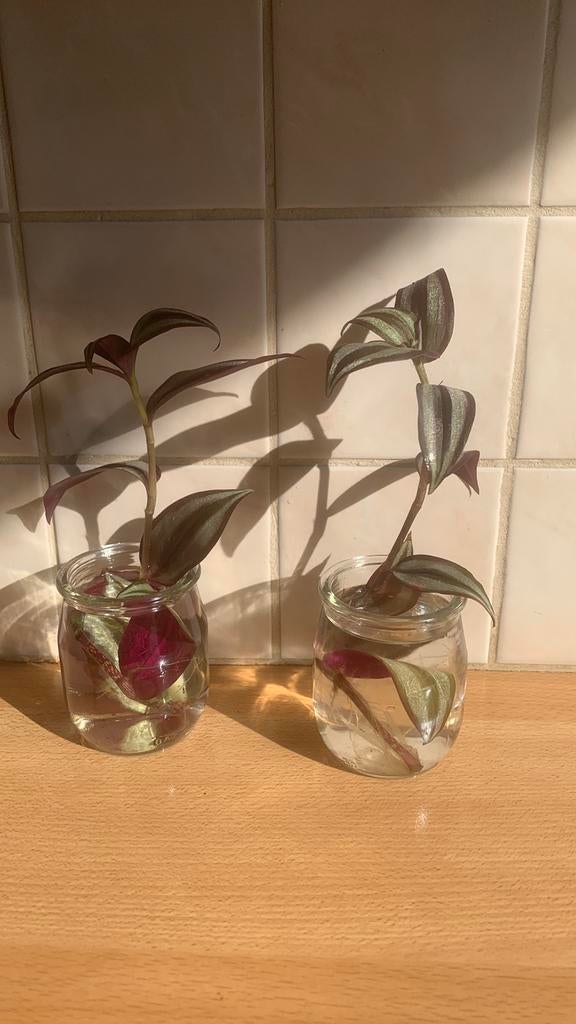 Tradescantia zebrina " Misère ", Enlèvement