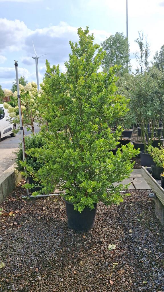 Ilex maximowicziana 'Kanehirae', Hagen en Sierheesters., Ophalen