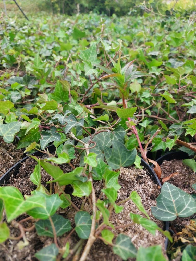 Klimop, bodembedekker/ klimplant (Hedera helix), Tuin en Terras, Ophalen, Bodembedekkers, Vaste plant, Halfschaduw