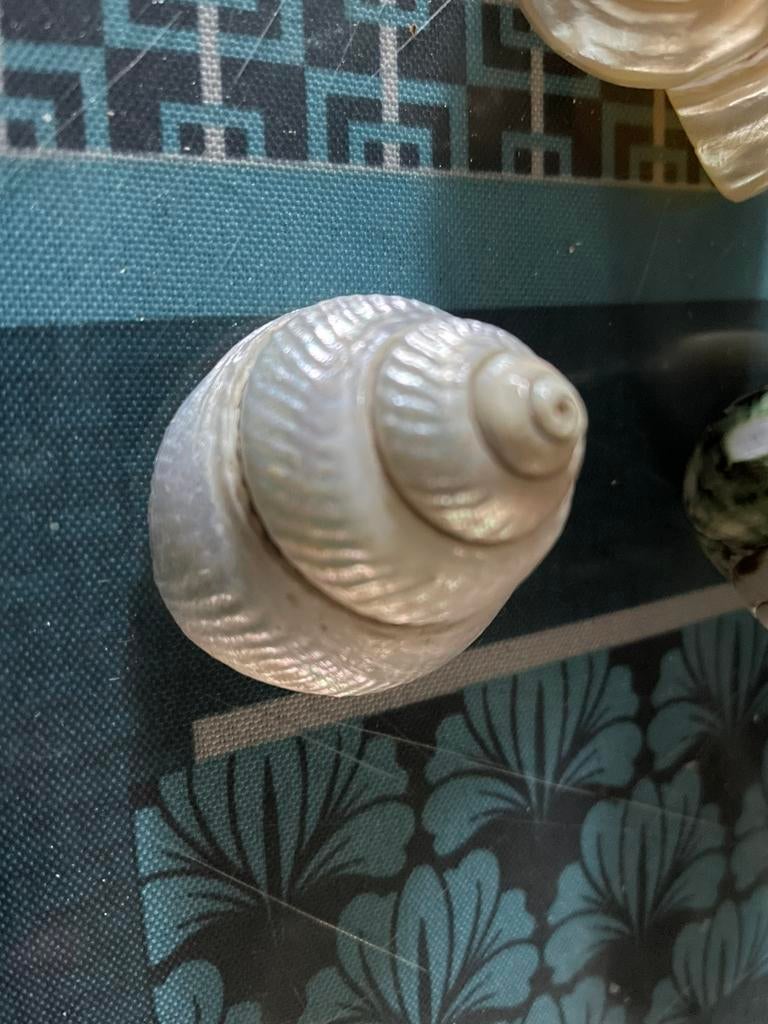Schelpen, Ophalen of Verzenden, Schelp(en)