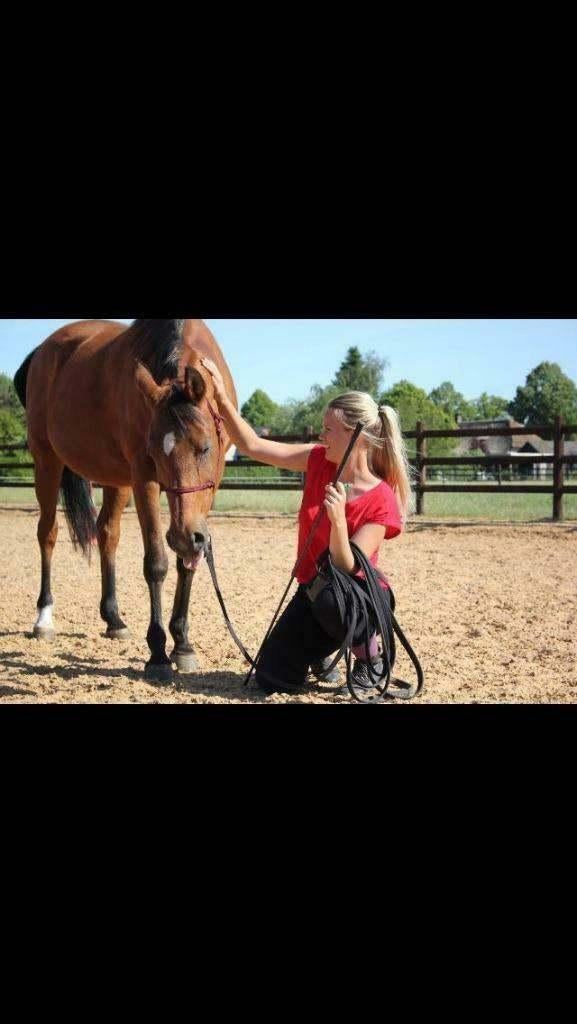 Ruin GEZOCHT, Dieren en Toebehoren, Ruin, Niet van toepassing, Recreatiepaard