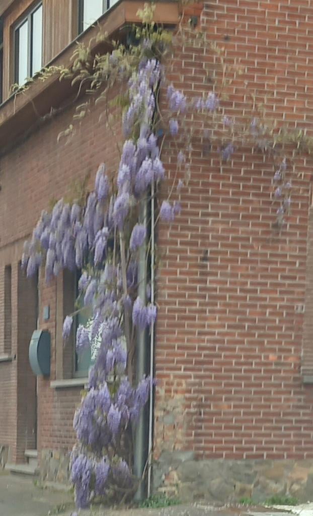 BLAUWE REGEN (WISTERIA), 80/100+cm, in pot 3L, 16€/stuk, Tuin en Terras, In pot, Lente, 100 tot 250 cm, Overige soorten