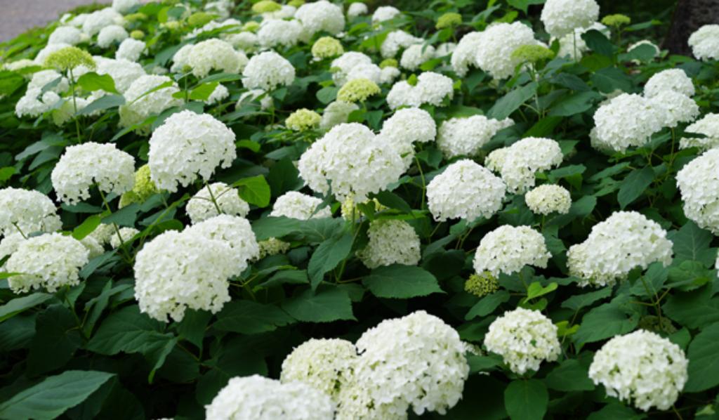 Hortensia 'Annabelle' (Hortensia), Autres espèces, Été, Enlèvement, Plante fixe