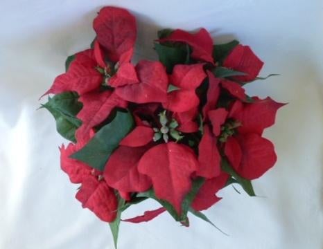 kerstversiering kerstster stoffen poinsettia in pot, Diversen, Ophalen of Verzenden, Zo goed als nieuw