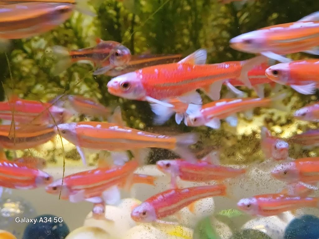 Notropis Chrosomus, rainbowshiners, regenboogelritsen, Dieren en Toebehoren, Vissen | Vijvervissen