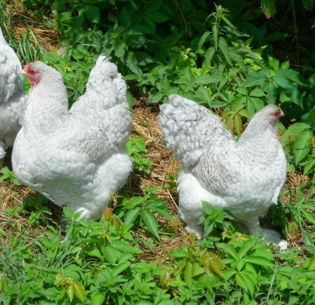 Brahma broedeieren parelgrijs koekoek groot ras 4€, Dieren en Toebehoren, Verzenden, Nieuw