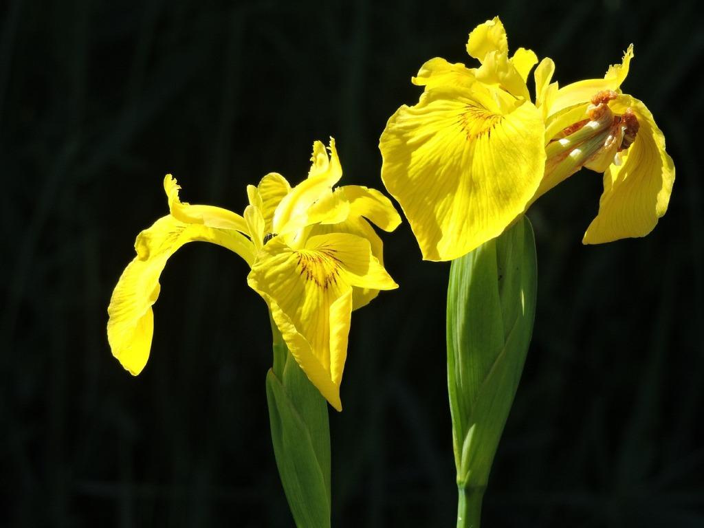 Gele lis, Tuin en Terras, Ophalen