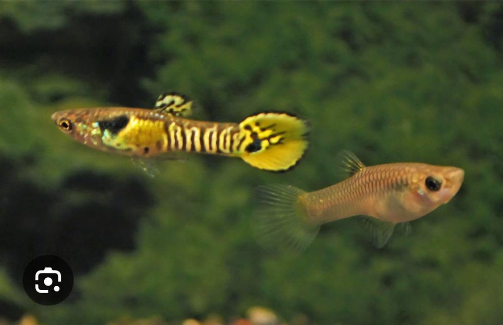 Yellow Tiger Endler guppys