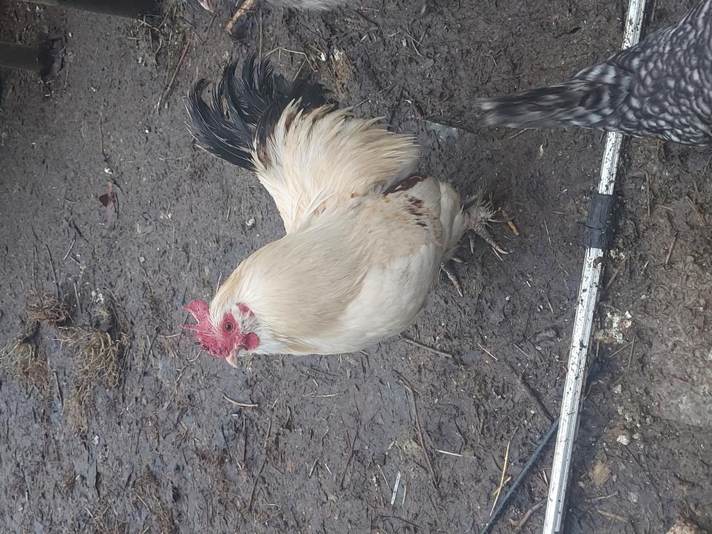 Haantjes zoeken een plaatsje, Dieren en Toebehoren