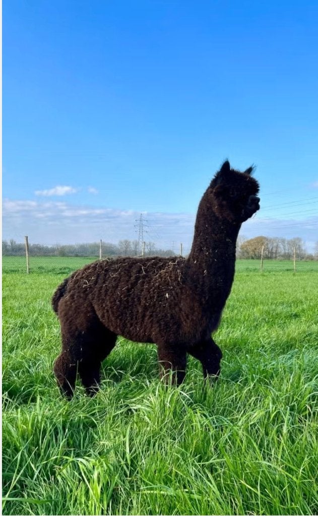 Alpacamerrie met Rose Grey hengstenveulen, Dieren en Toebehoren, Juli, Vrouwelijk