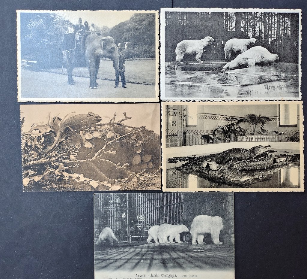 Cartes postales anciennes Zoo d'Anvers, Enlèvement ou Envoi, 1940 à 1960, Non affranchie, Nature