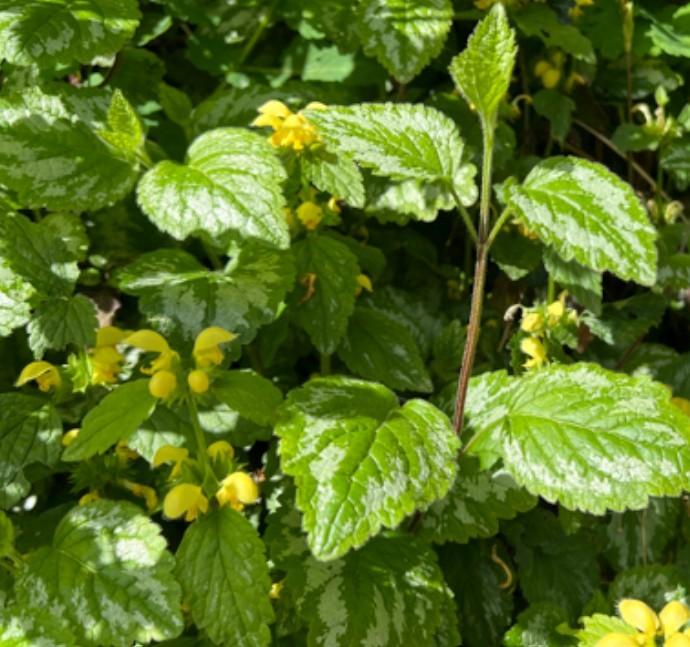 Lamiastrum g. 'Variegatum, Enlèvement, Plante fixe, Mi-ombre, Été