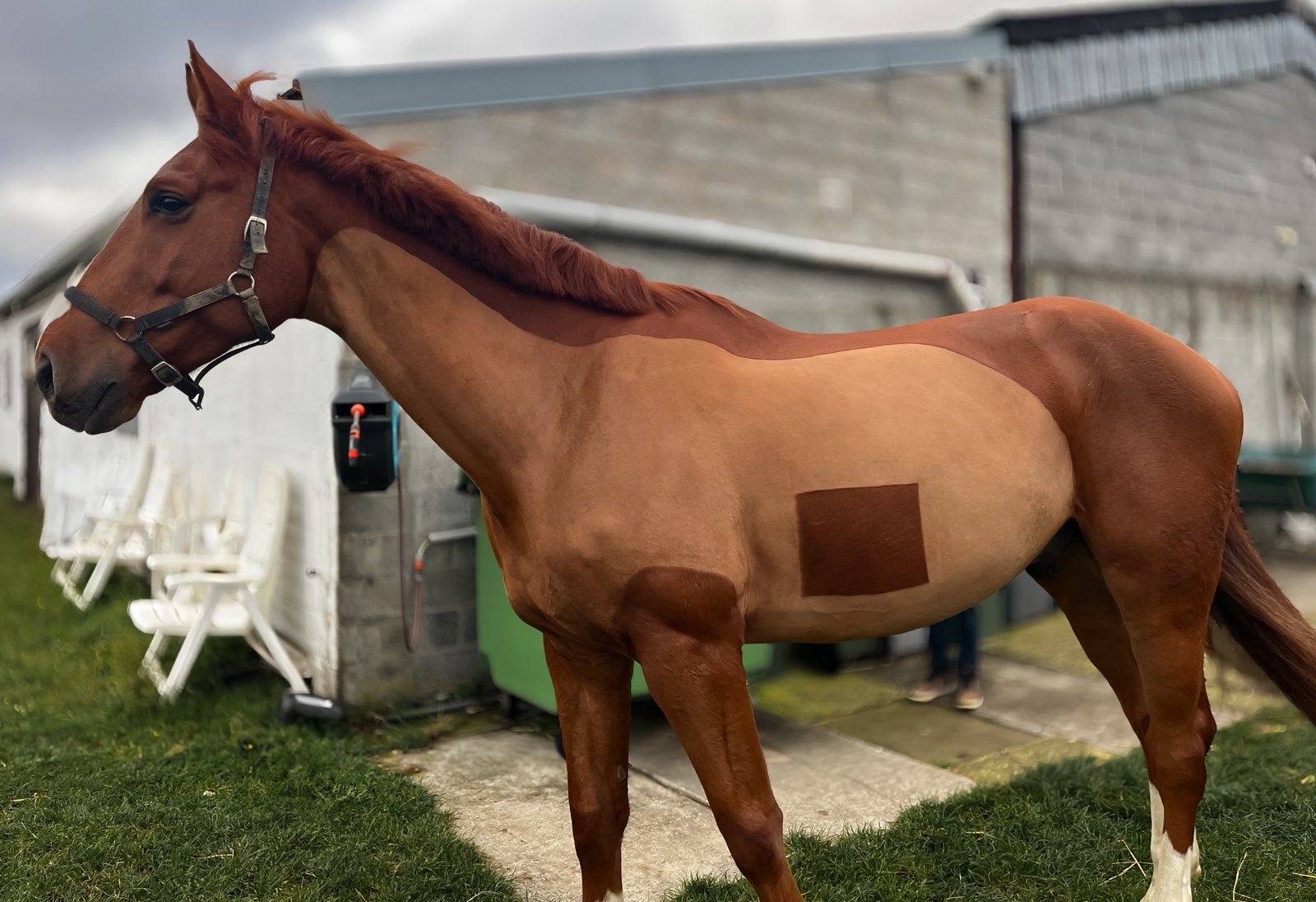 Paarden scheren / Scheerservice, Dieren en Toebehoren, Ophalen