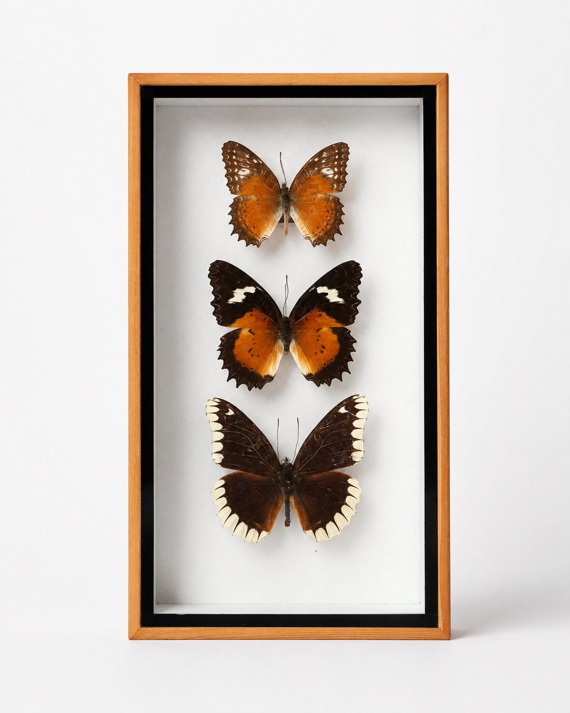 Cadre avec 3 vrais papillons —élément décoratif de la nature, Papillons ou Chenilles