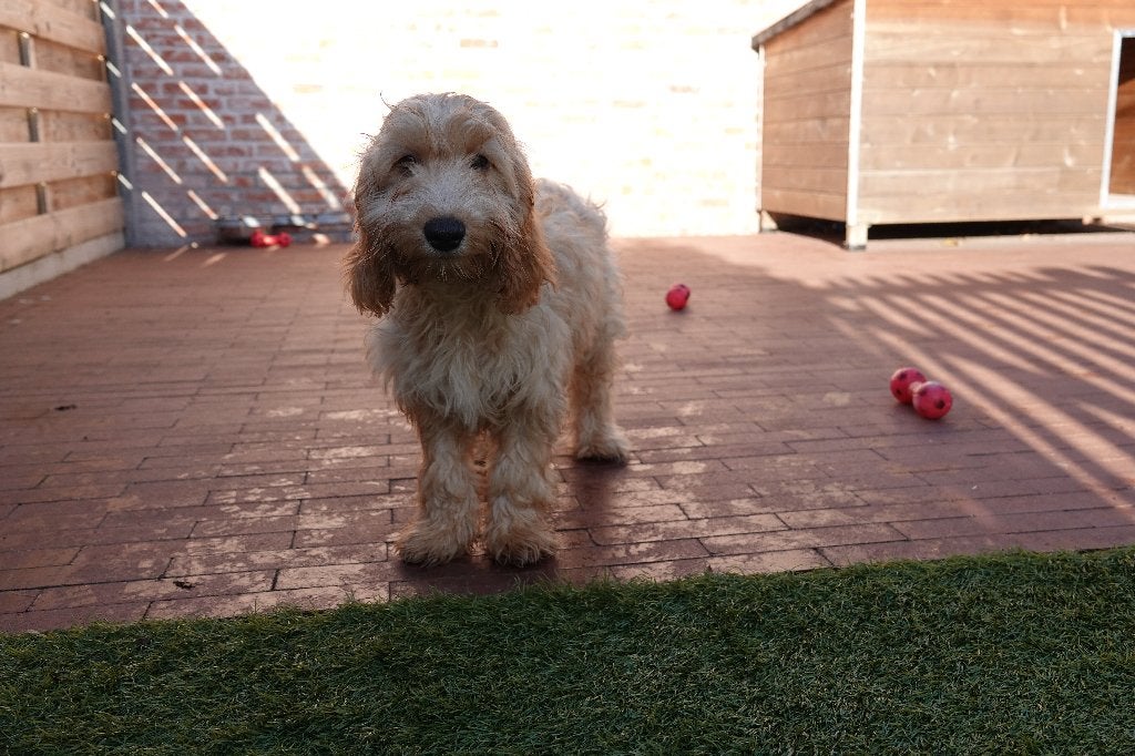 Magnifiques chiots Cockapoo abricot et noirs, parents testés, 15 semaines à 1 an, Maladie de Carré (chiens), Autres races, Éleveur | Professionnel