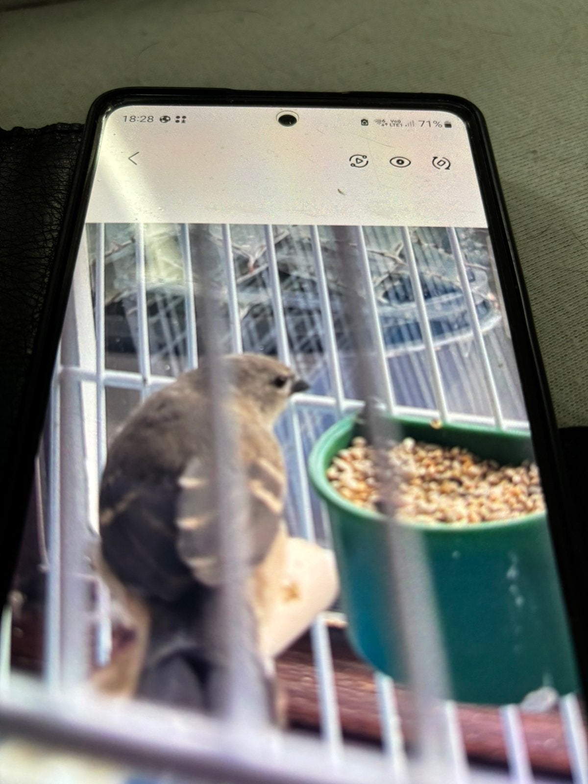 Eigen kweek tijgervinken, Dieren en Toebehoren, Geslacht onbekend, Tropenvogel