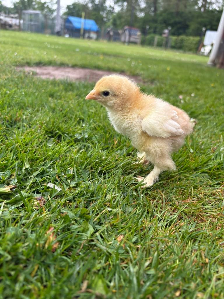 2 Brahma kuikens, Dieren en Toebehoren, Meerdere dieren, Kip