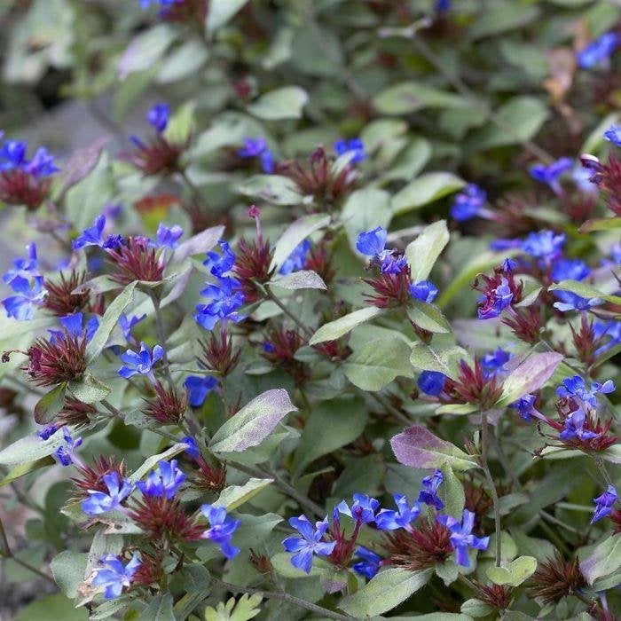 Loodkruid - vaste plant, Jardin & Terrasse, Enlèvement, Plante fixe, Mi-ombre, Été