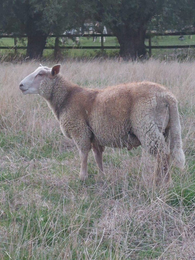 Ram lam, Animaux & Accessoires, Moutons, Chèvres & Cochons, Mâle, Mouton, 0 à 2 ans