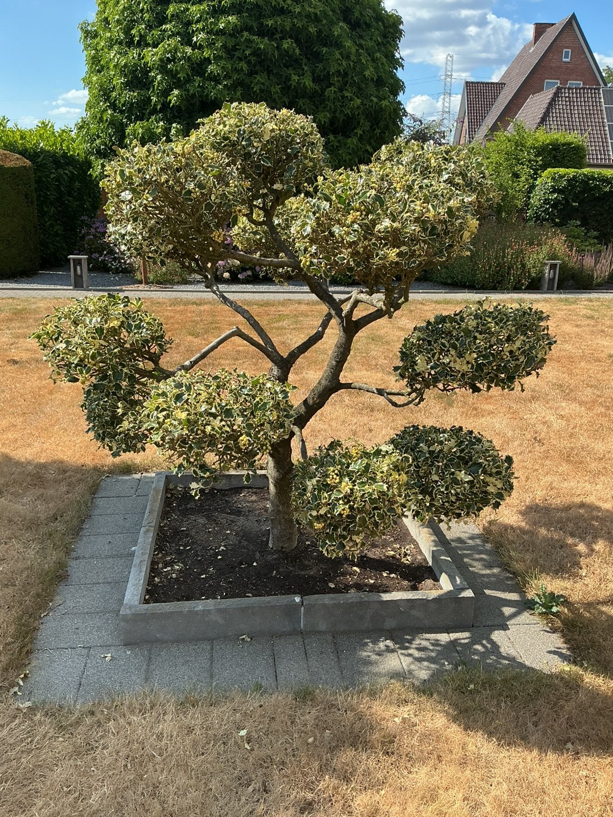Hulst “ tuin bonsai “, Tuin en Terras, Ophalen