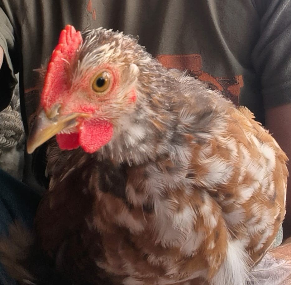 Cochin kriel haantje