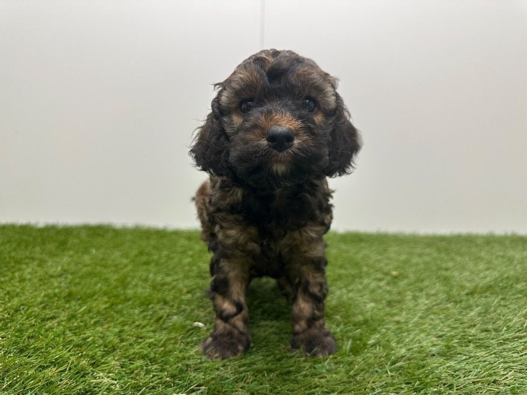 Portée de chiots Cockapoo (F2), Maladie de Carré (chiens), Plusieurs, Belgique, Plusieurs animaux