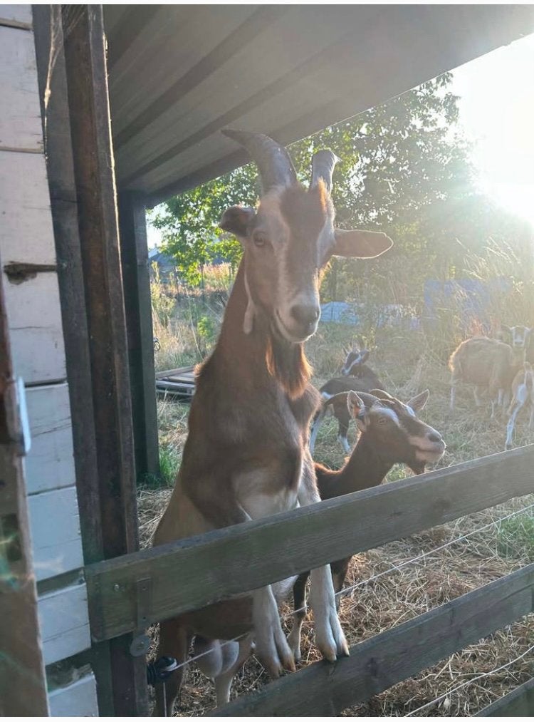 Toggenburger bok, Dieren en Toebehoren, Mannelijk, Geit, 0 tot 2 jaar