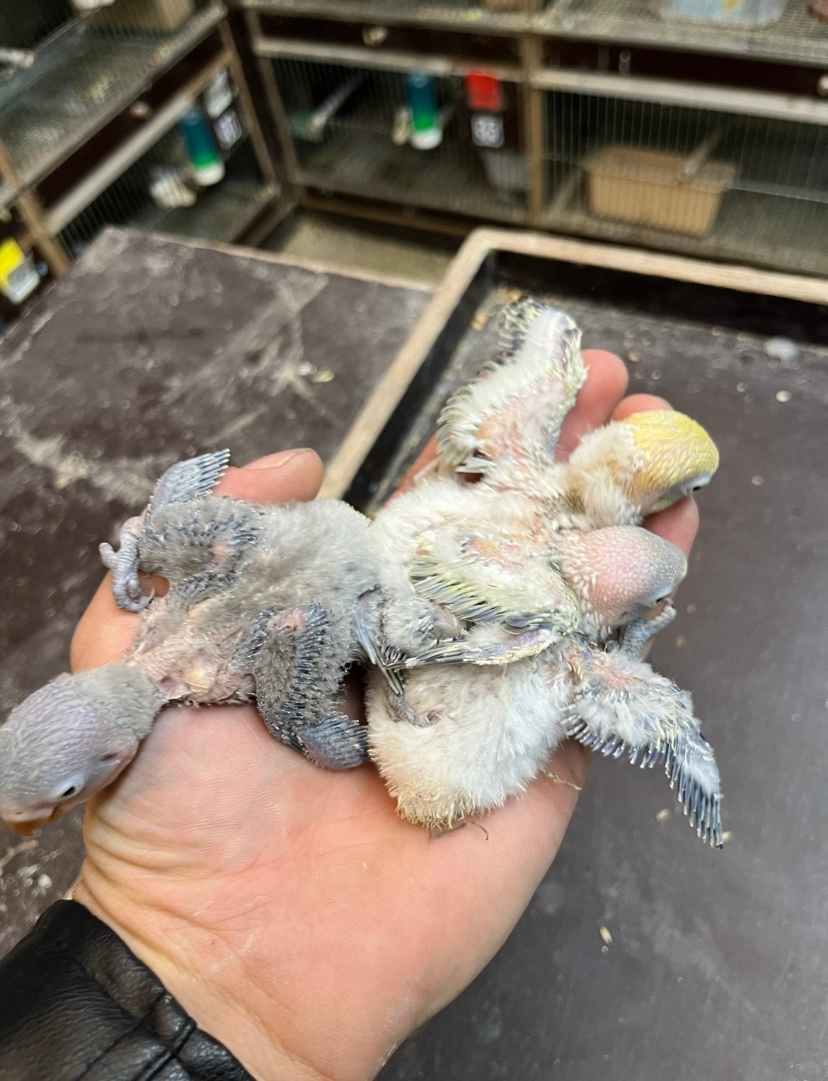 Baby dwergpapegaaien, Geslacht onbekend, Dwergpapegaai of Agapornis, Geringd