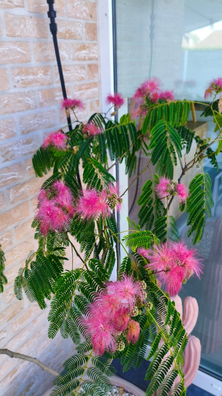 Albizia perzische tropische slaapboom, Volle zon, Vaste plant, Zomer, Ophalen