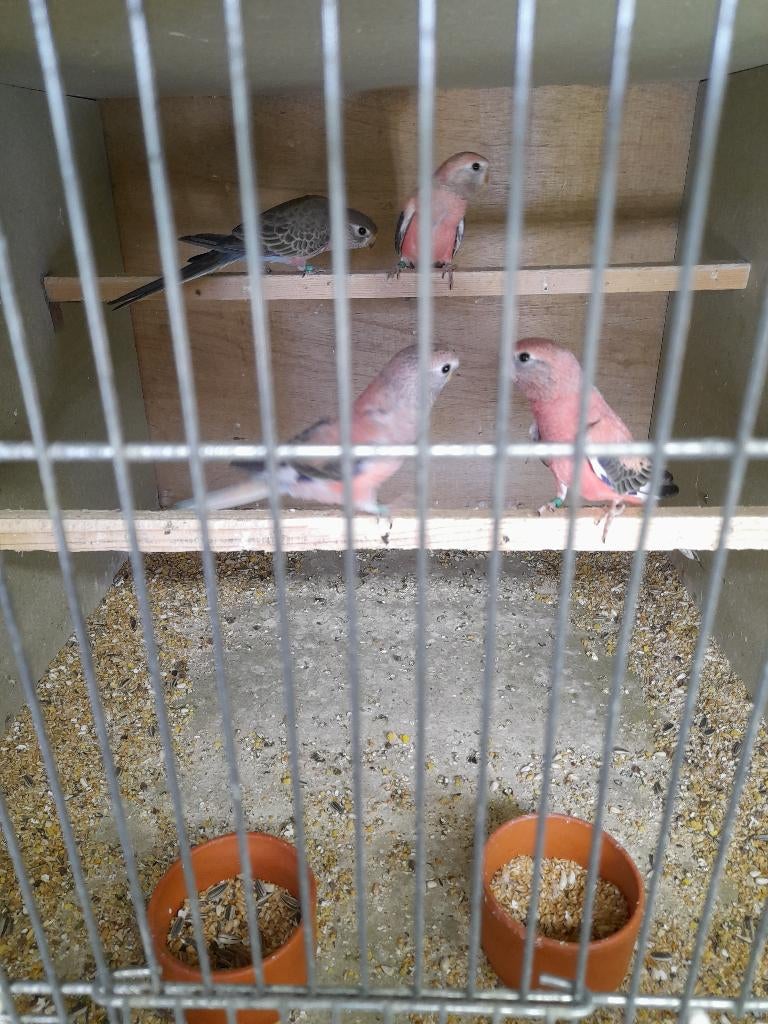 4 jonge bourkes, Geslacht onbekend, Geringd