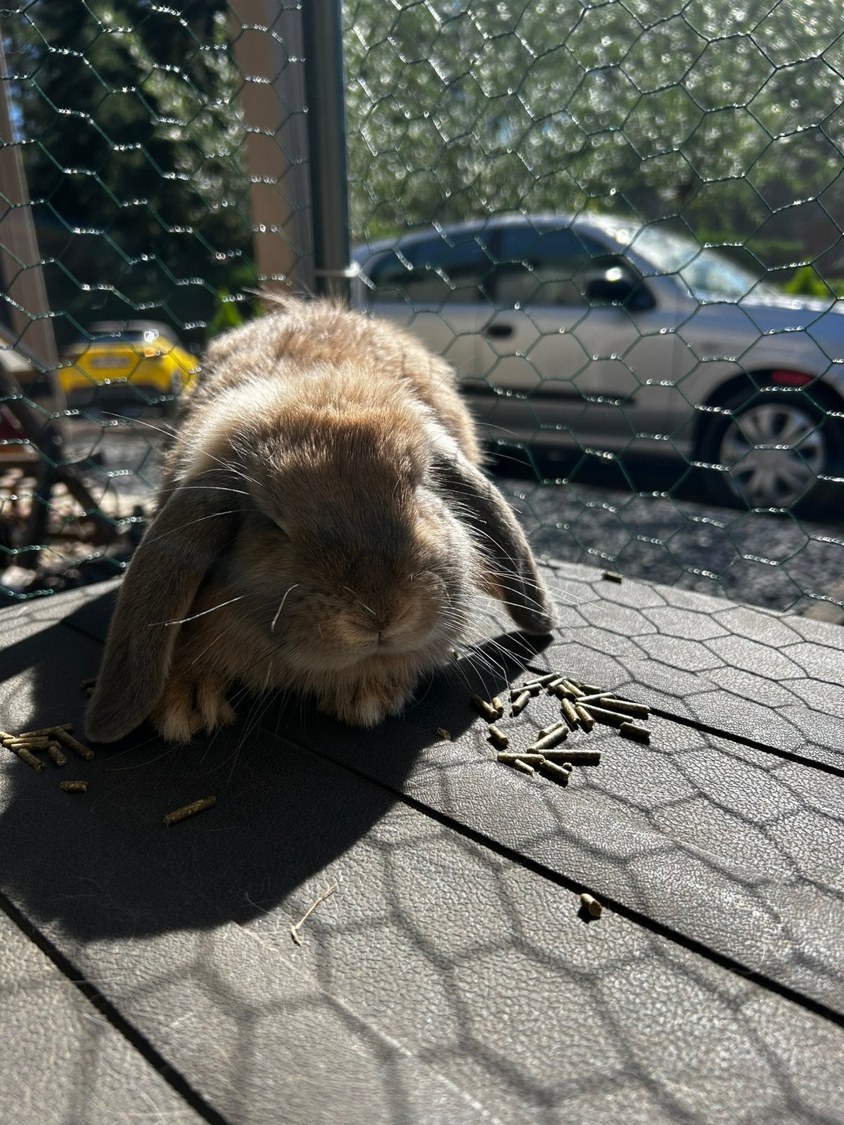 Minilop voedster, Dieren en Toebehoren, Konijnen, Vrouwelijk, Dwerg, Hangoor, 0 tot 2 jaar