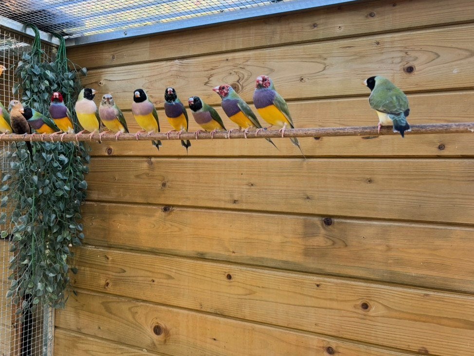 Goulds amadine, Dieren en Toebehoren, Vogels | Overige Vogels