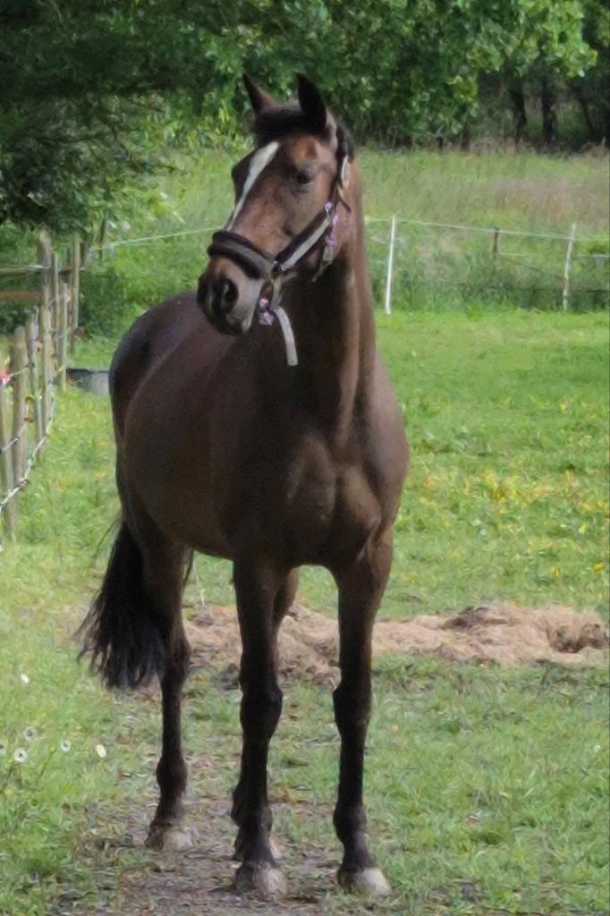 15jarige merrie springgefokt met stamboek, Dieren en Toebehoren, Paarden, Merrie, Springpaard, Met stamboom, Zadelmak
