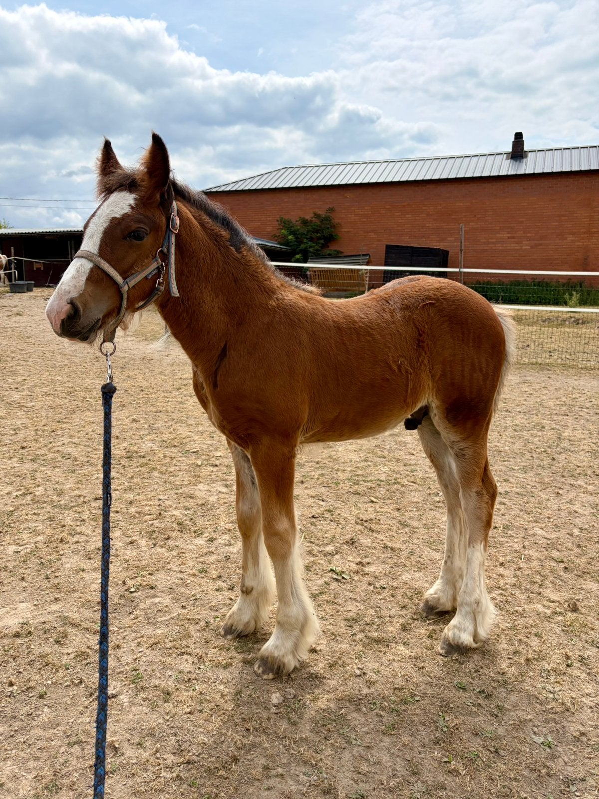 Tinker/Irish Cob hengstveulen, Poney de récréation, Vermifugé, Étalon, 0 à 2 ans