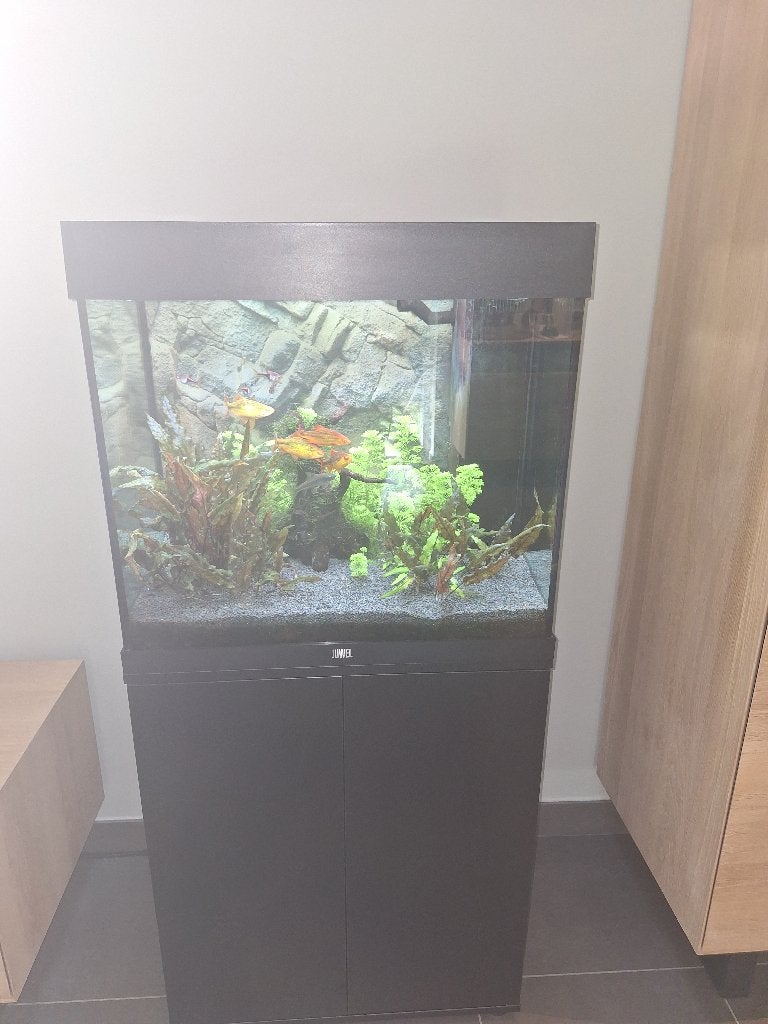 Aquarium Juwel met toebehoren en vissen, Dieren en Toebehoren, Ophalen, Gebruikt, Gevuld zoetwateraquarium, Inclusief vissen