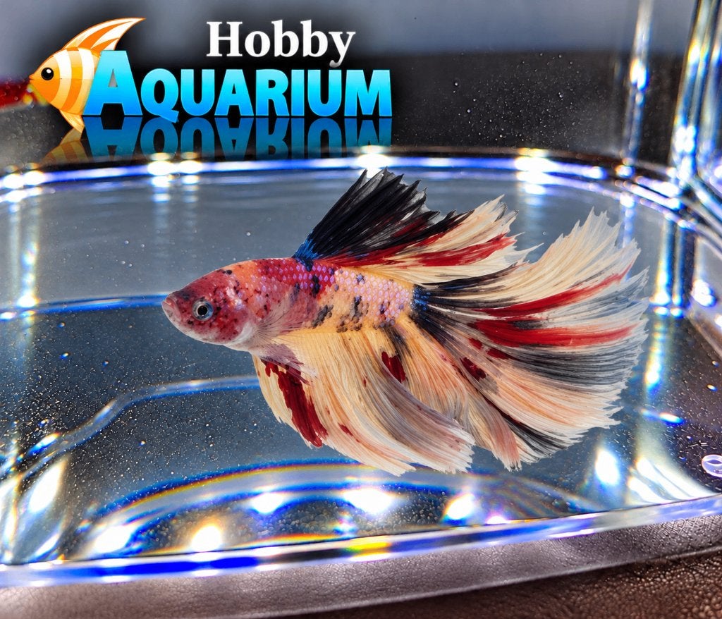 Betta SP Halfmoon Nemo 35 Betta Splendes/kempvis op voorraad, Dieren en Toebehoren, Vis, Zoetwatervis