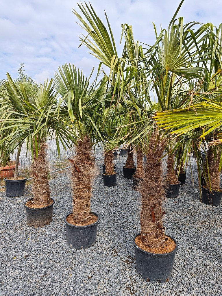 Trachycarpus Fortunei palmboom, Jardin & Terrasse, Plantes | Arbres, Enlèvement, Palmier