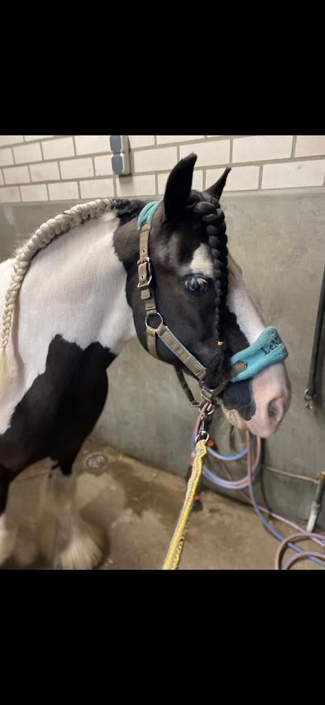 Prachtige tinker, Dieren en Toebehoren, Ruin, C pony (1.27m tot 1.37m), Recreatiepony, 11 jaar of ouder