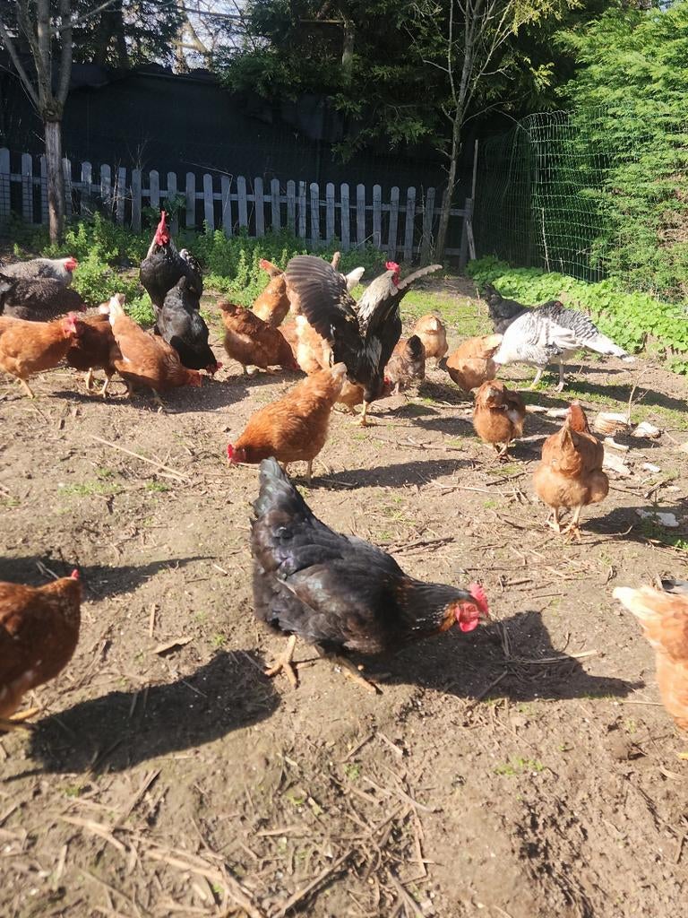 Kippen, Dieren en Toebehoren