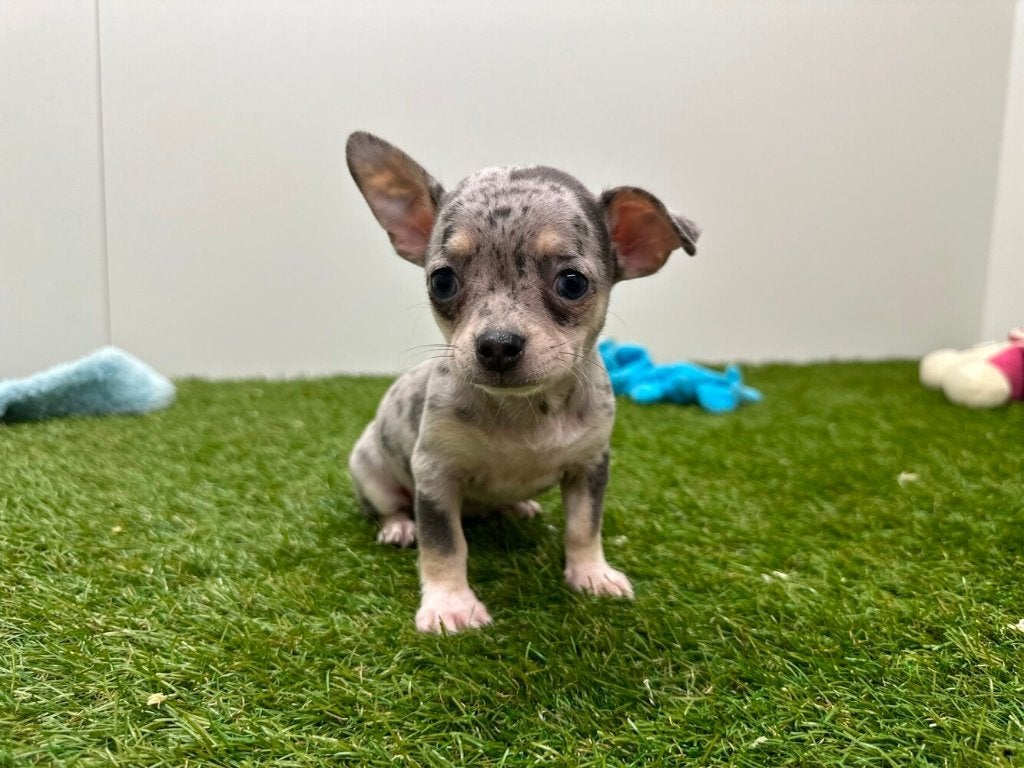 Chiot Chihuahua à poil court