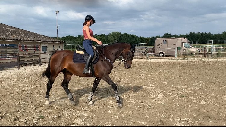 Leuke elite merrie te koop, Animaux & Accessoires, Chevaux, Jument, Cheval de récréation, 11 ans ou plus