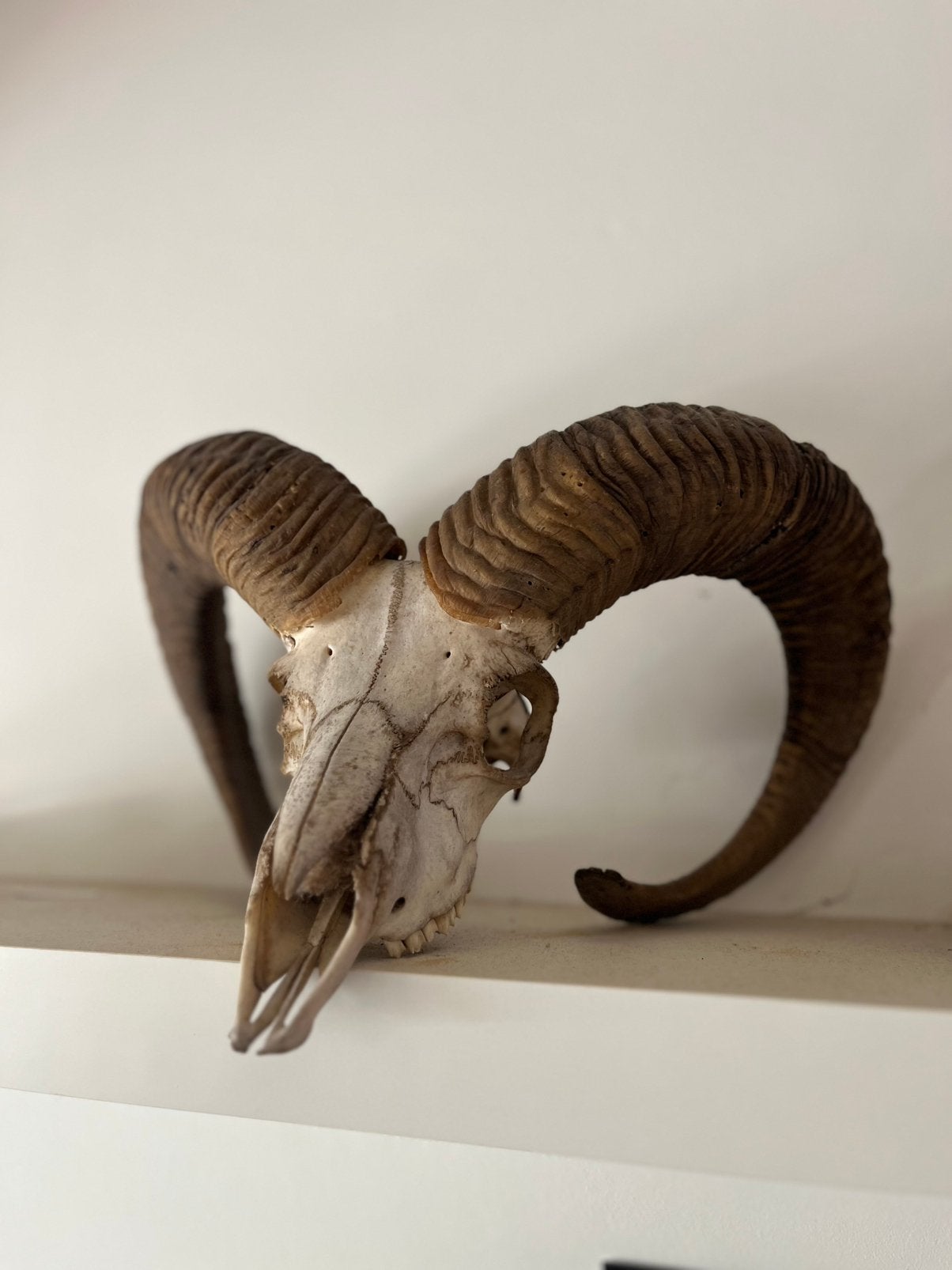 Schedel van een Ram, Verzamelen, Dierenverzamelingen, Ophalen, Zo goed als nieuw, Boerderijdier, Schedel