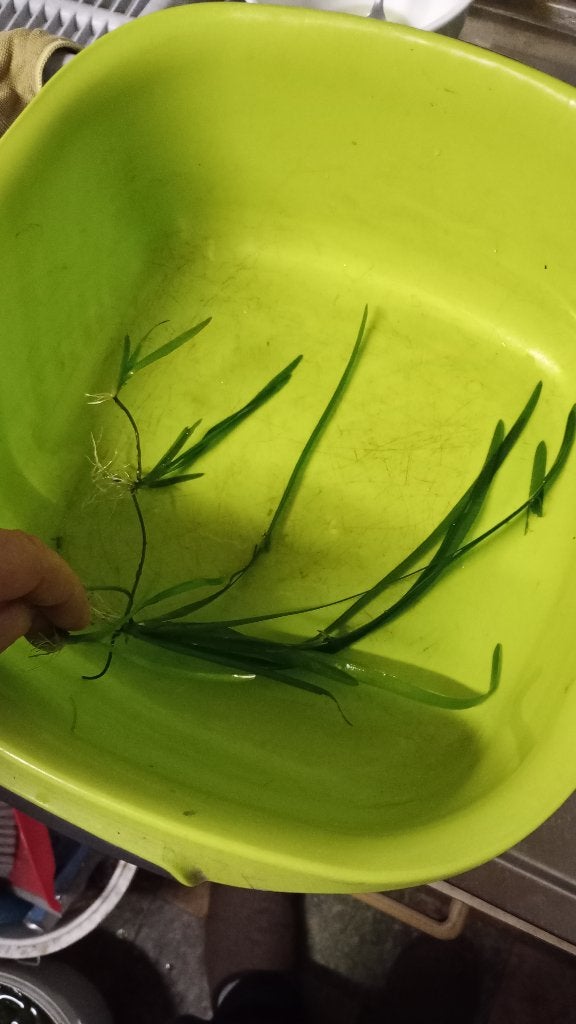 aquariumplant te koop, Autres types, Poisson d'eau douce