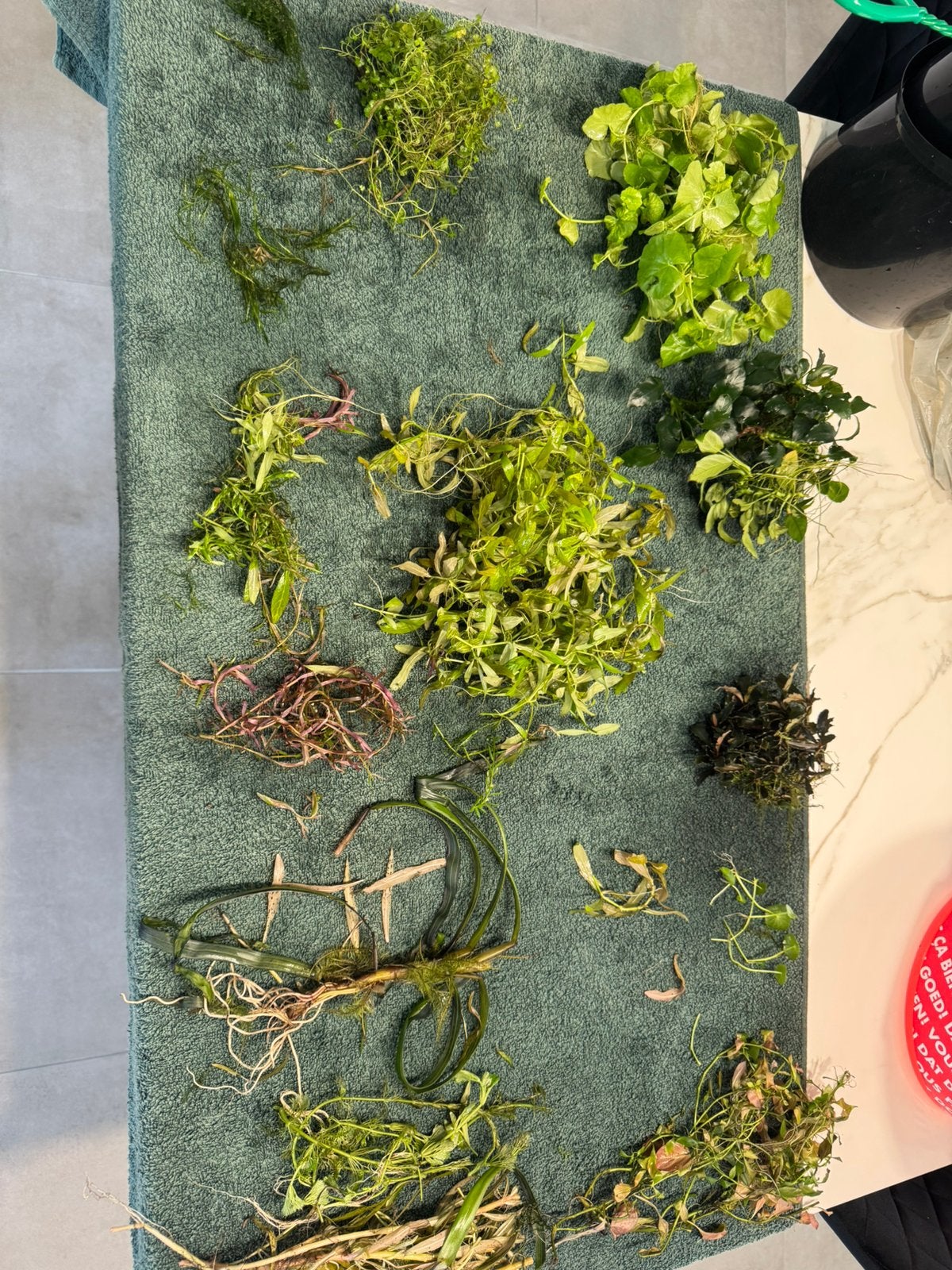Aquarium planten, Dieren en Toebehoren, Ophalen, Zo goed als nieuw