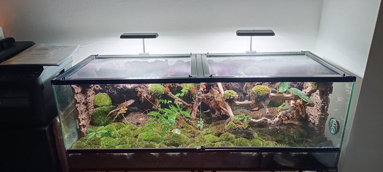 Terrarium en verre avec décor naturel et aérations, Enlèvement ou Envoi, Neuf