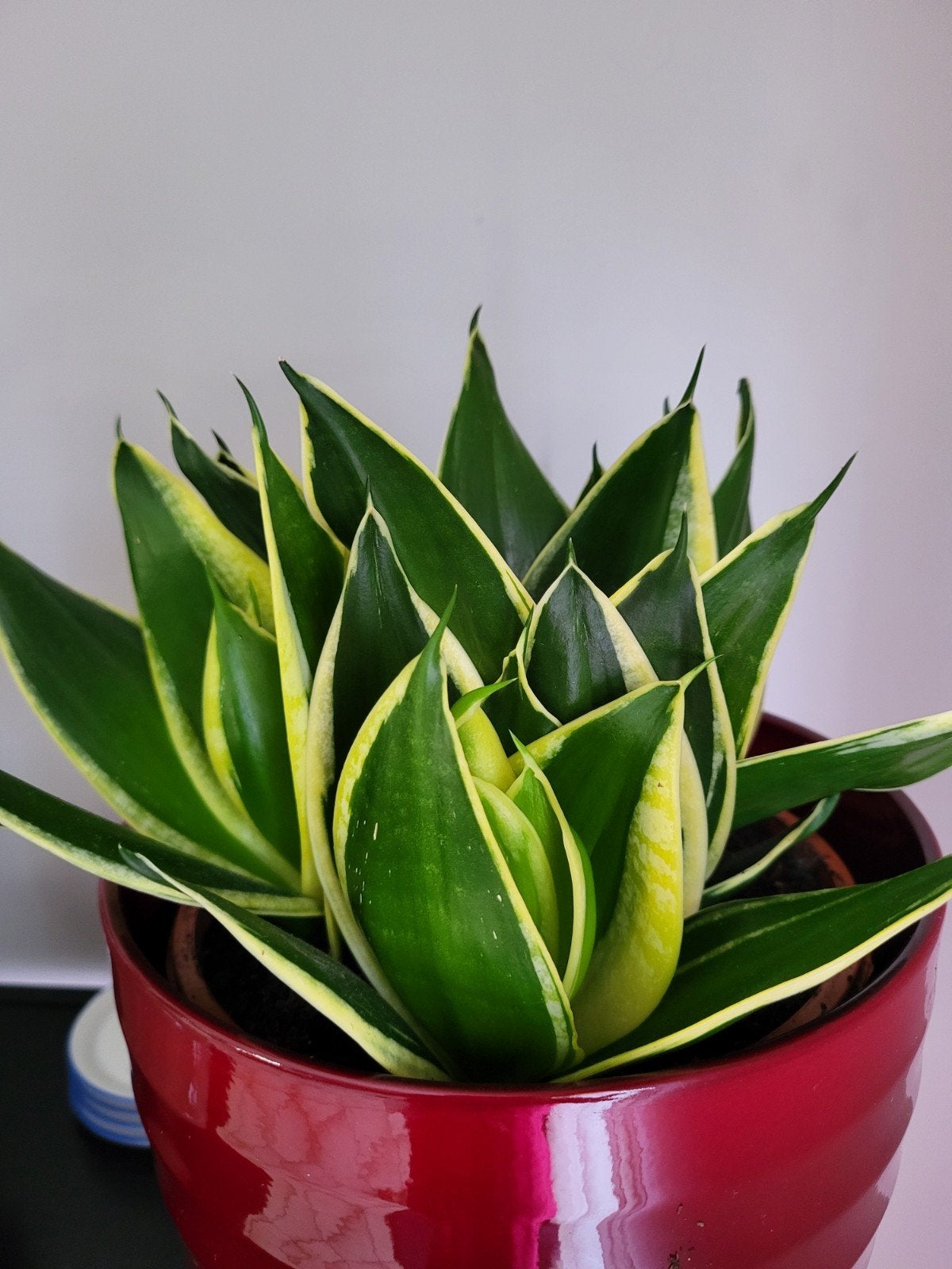 Agave Americana en andere planten, Huis en Inrichting, Ophalen