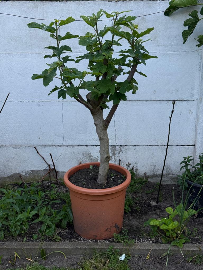 Vijgenboom te koop, Tuin en Terras, Planten | Bomen, Ophalen, Overige soorten