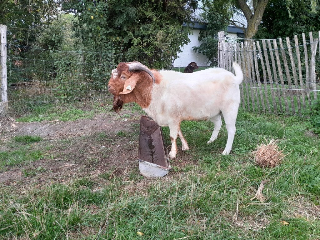 Boergeit bok, Mannelijk, Geit, 3 tot 5 jaar