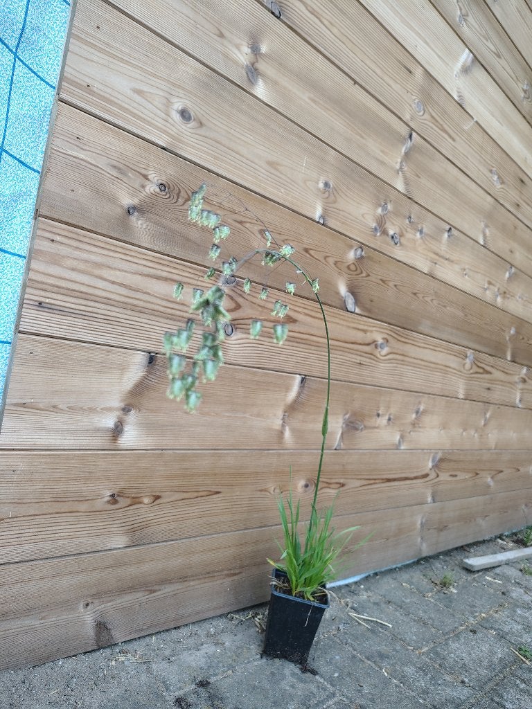Briza (Bevertjes gras) P9, Volle zon, Vaste plant, Zomer, Ophalen